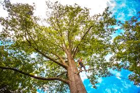 Best Root Management and Removal  in Strum, WI