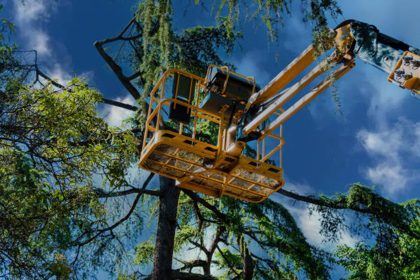 Trusted Strum, WI  Tree Services Experts