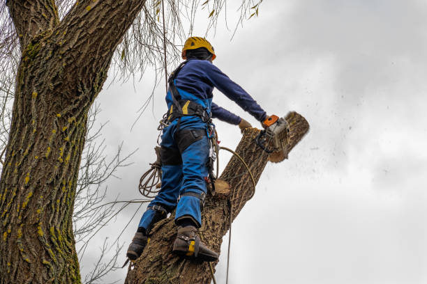 Best Commercial Tree Services  in Strum, WI