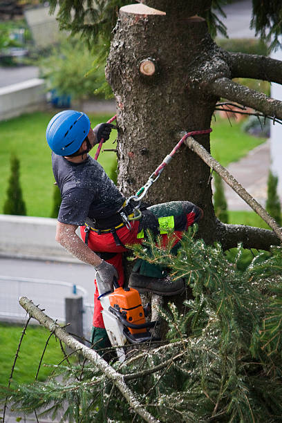 Best Tree Risk Assessment  in Strum, WI